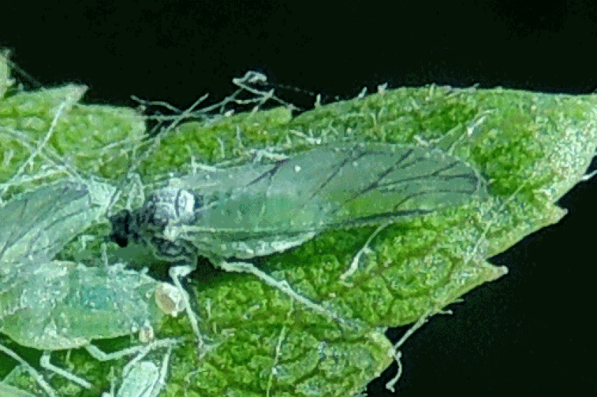Foto's: Hyalopterus pruni door László Érsek, via bladmineerders.nl, CC BY-SA 4.0 Foto's: Hyalopterus pruni door László Érsek, via bladmineerders.nl, CC BY-SA 4.0