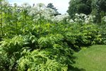 Bloeiende planten in een tuin (Foto Chris van Dijk)