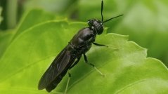 Black soldier fly