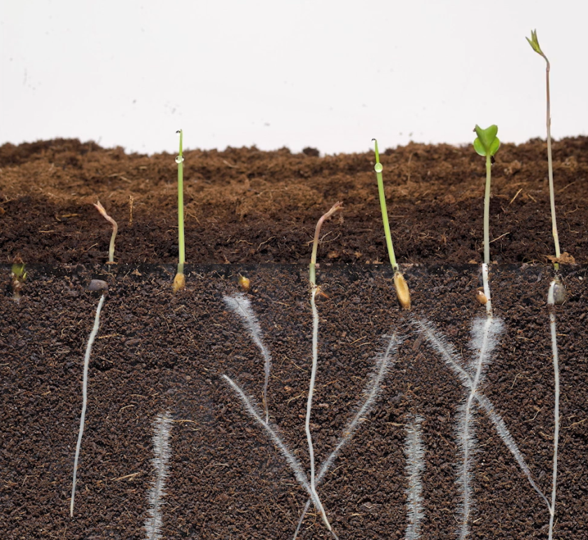 Time-lapse of soil