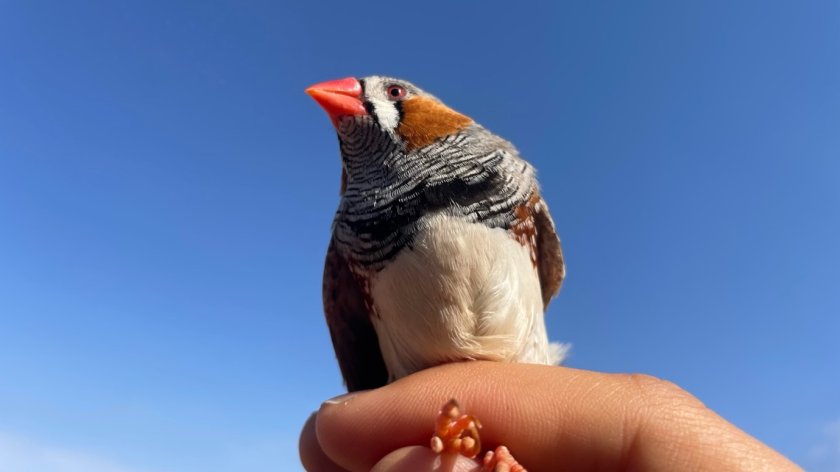 Zebrafinch3.jpg