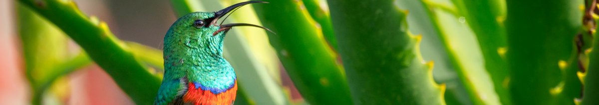 Kolibrie in groene plant