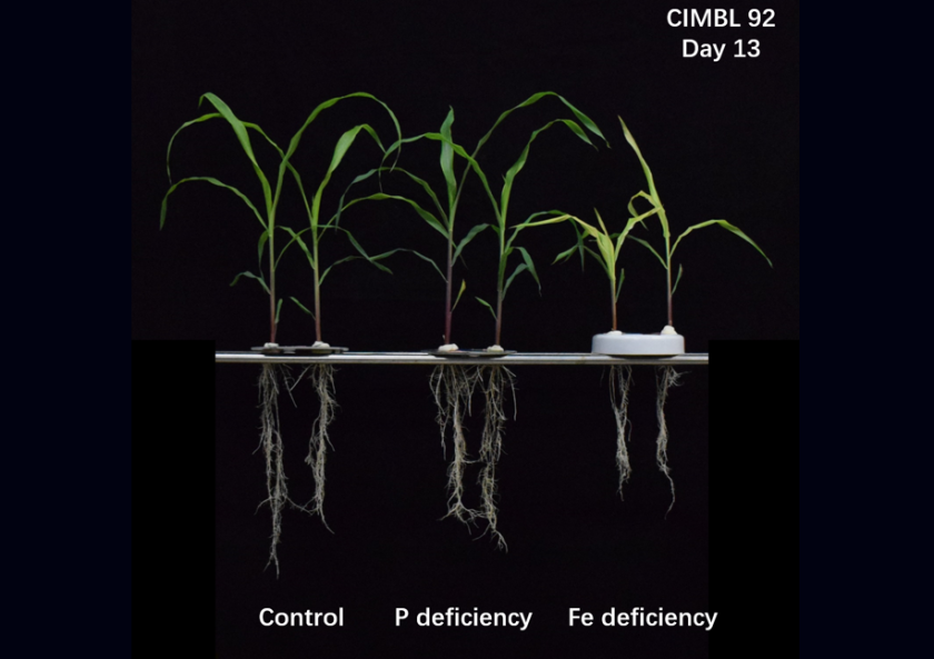 Figure 2: Maize grown in the hydroponic experiment Figure 2: Maize grown in the hydroponic experiment