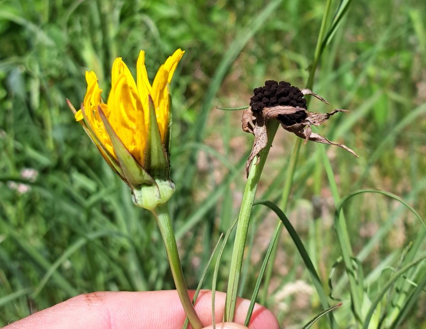 1000170151 klein.jpg