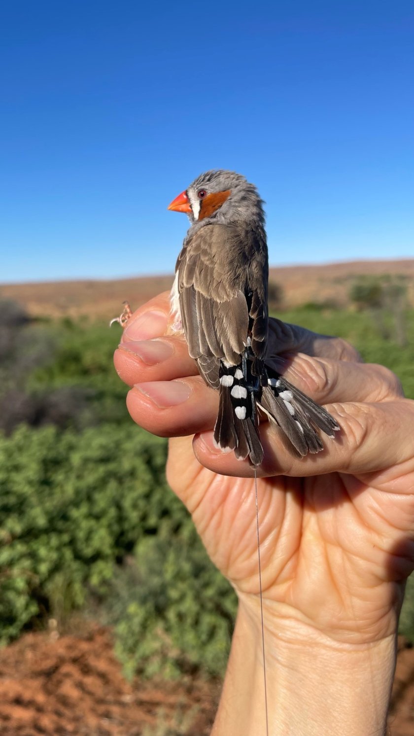 Zebrafinch4.jpg