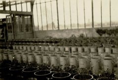 The greenhouse at the Wageningen Eng