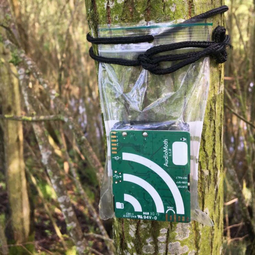 By way of sound monitoring via small cabinets hanging in a tree, researchers are able to measure the sounds of birds and bats. By way of sound monitoring via small cabinets hanging in a tree, researchers are able to measure the sounds of birds and bats.