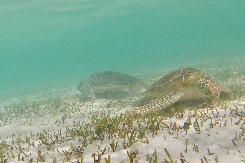 Grazende zeeschildpadden. Foto: Fee Smulders 