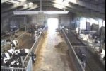 Zero grazing dairy farming systems