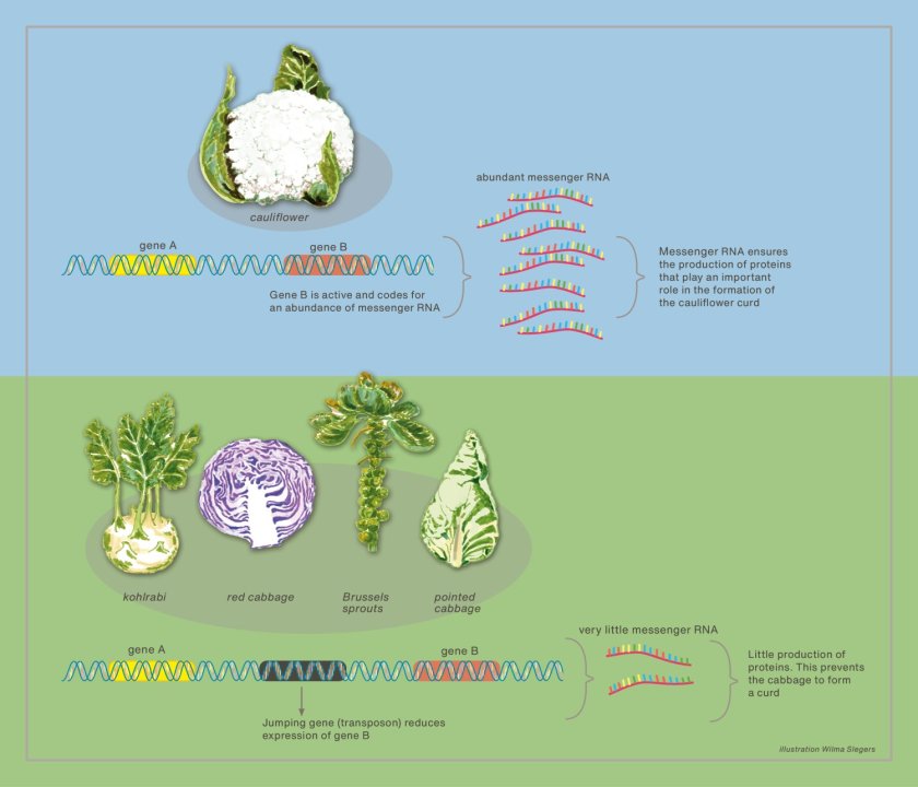 Genetic variation of cabbages. Illustration: Wilma Slegers Genetic variation of cabbages. Illustration: Wilma Slegers
