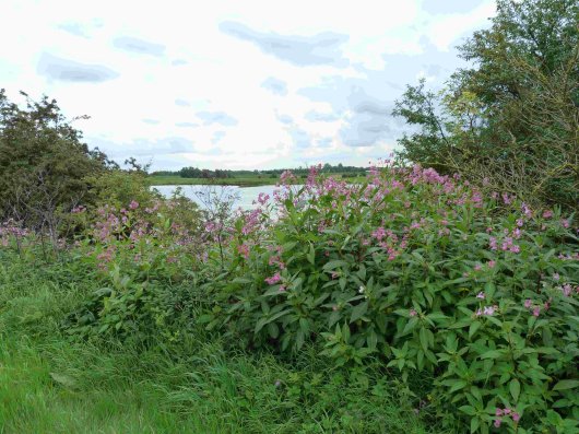 Reuzenbalsemien in de uiterwaarden van de Rijn Reuzenbalsemien in de uiterwaarden van de Rijn