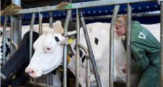 Researcher Ingrid de Jong checking the heartrate of a cow