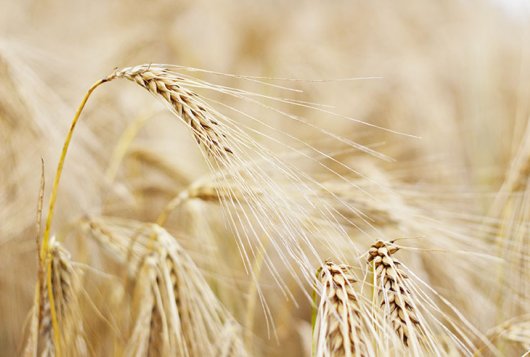 Barley Barley