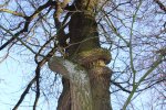 Boomwurger (Celastrus orbiculatus) slingerend rond een boomstam (Foto Wikimedia Commons, Zefram)