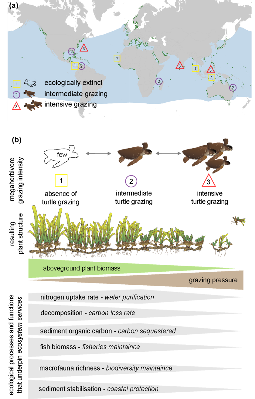 Figure 2: Three scenarios of megaherbivore grazing intensity can be observed in tropical seagrass ecosystems with green turtles as megaherbivores worldwide (Fig a). The turtle’s ecological role is rapidly unfolding in numerous foraging areas where populations are recovering through conservation after centuries of decline, with an increase in recorded overgrazing episodes. In field experiments, researchers assessed the effects of simulated grazing intensity scenarios on ecosystem functions and multifunctionality (Fig b) in a tropical Caribbean seagrass ecosystem over an 18-month period.