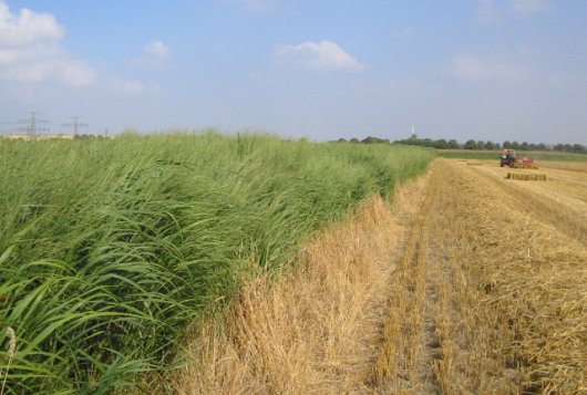 Switchgrass