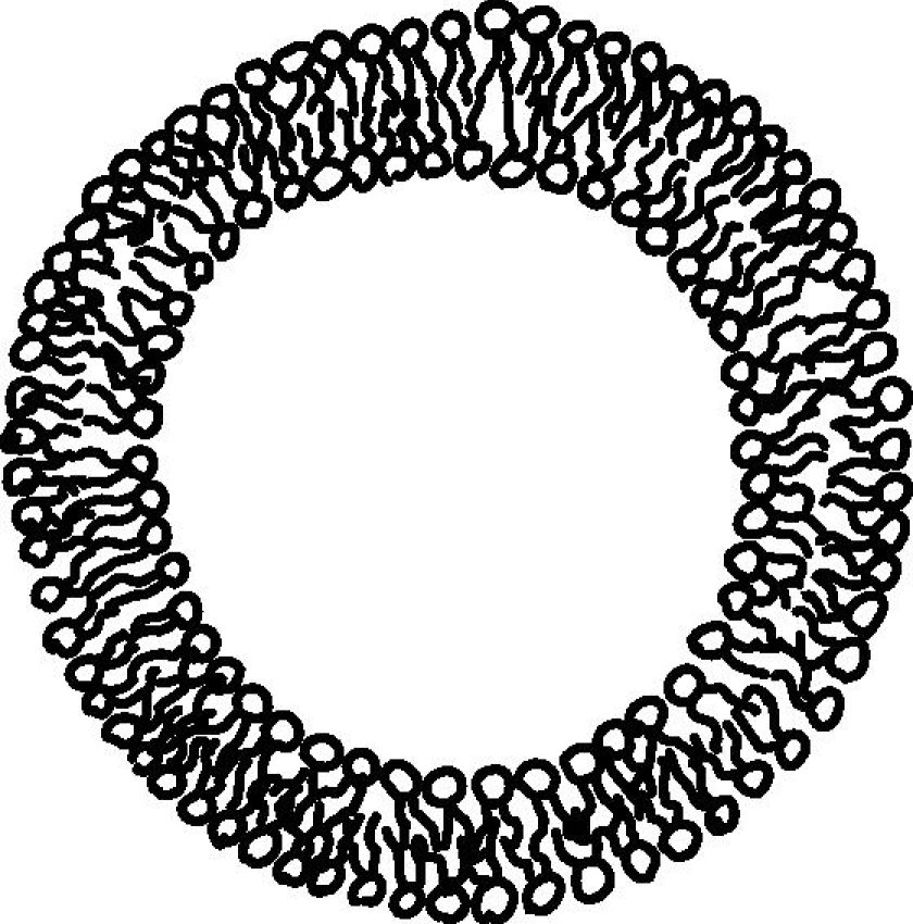 A cartoon of a phospholipid vesicle. In reality, a vesicle is much larger, and the bilayer much thinner
