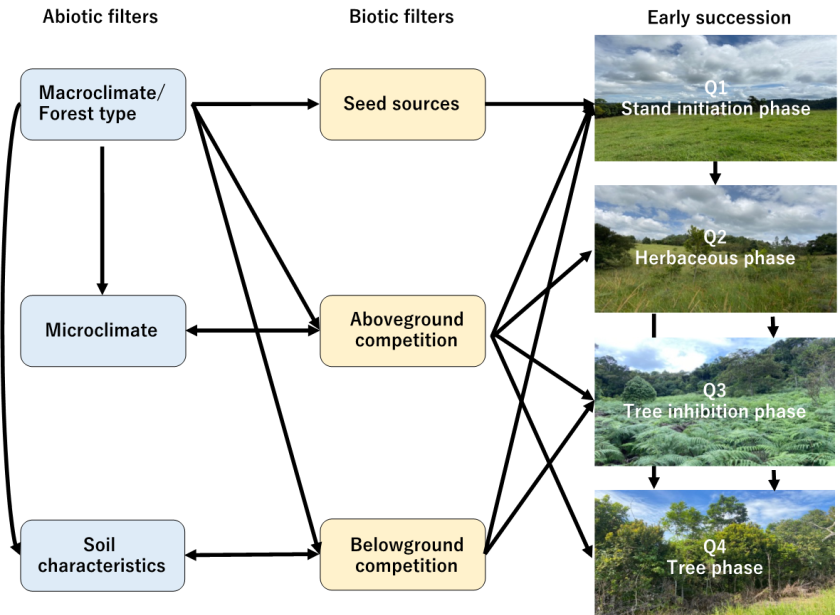 Fig.1: Conceptual diagram showing how abiotic filters (blue boxes) and biotic filters (yellow boxes) affect four different stages in early succession (pictures). Each of these stages corresponds to a research chapter Fig.1: Conceptual diagram showing how abiotic filters (blue boxes) and biotic filters (yellow boxes) affect four different stages in early succession (pictures). Each of these stages corresponds to a research chapter