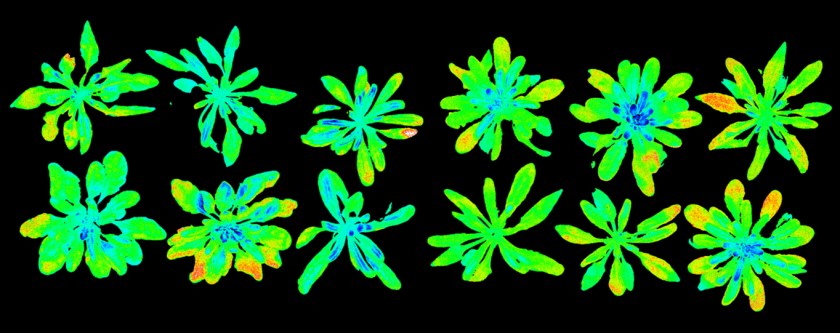 Chlorophyll fluorescence recording of photosynthetic parameters of single cybrids Chlorophyll fluorescence recording of photosynthetic parameters of single cybrids