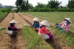 Women planting rice