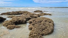 Sabellariawormen plakken hun woonbuizen aan elkaar tot een rif. Foto: Jean Mekelenkamp Sabellariawormen plakken hun woonbuizen aan elkaar tot een rif. Foto: Jean Mekelenkamp