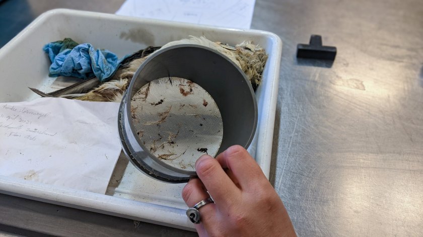 Om ook de allerkleinste stukjes plastic te verzamelen, worden de stormvogelmagen uitgespoeld boven een filter. (Foto: Harm ten Napel) Om ook de allerkleinste stukjes plastic te verzamelen, worden de stormvogelmagen uitgespoeld boven een filter. (Foto: Harm ten Napel)