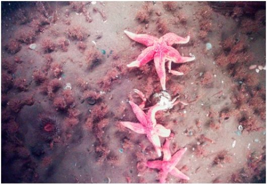Figure 1. Sand mason worms (Lanice conchilega) and seastars (Asterias rubens) Figure 1. Sand mason worms (Lanice conchilega) and seastars (Asterias rubens)