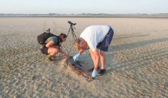 Een aangespoelde bruinvis in De Slufter op Texel, dat pas na een week werd gevonden. Mardik en zijn collega’s vinden later tijdens het maagonderzoek in het lab restanten van forse makrelen. Foto: Wiske Overmaat