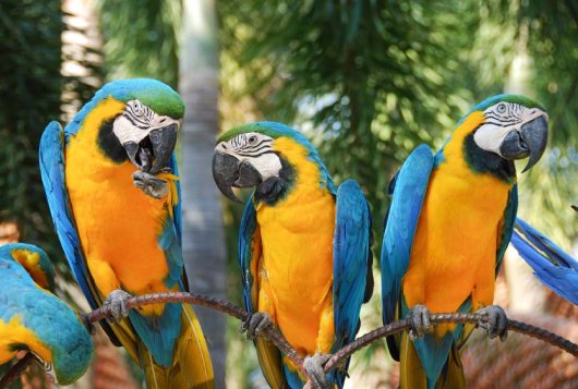 Talking parrots