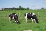 Zero grazing dairy farming systems