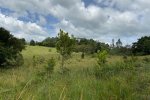 Recently abondoned pasture