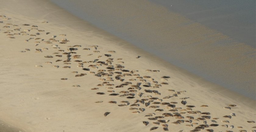 Example of aerial image of seals. Photo: Sophie Brasseur