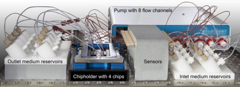 From the right-hand side a fluid flows to the organoids on the chips. Sensors measure and determine with great precision how much flows past the cells. This resembles food moving through the colon. The cells can take up substances and secrete them to the throughflow (to the left). Photo: Meike van der Zande