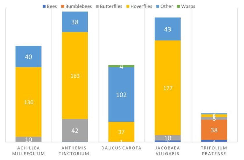 Figuur 3: totaal aantal insectenbezoeken voor de 5 meest talrijke bloemsoorten in alle proefvakken samen.