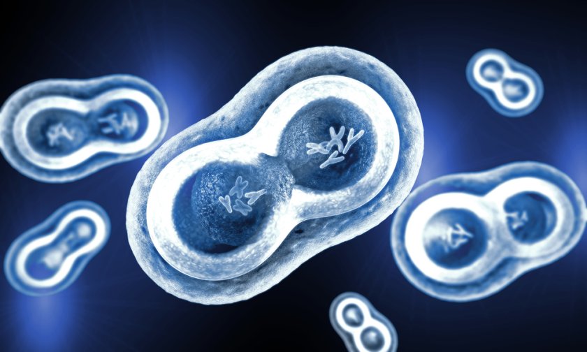 Een versimpelde illustratie van een cel. Een groeide cel moet eerst zijn DNA en alle andere inhoud verdubbelen, voordat hij in tweeën splitst. Doordat de timing nauw komt, moeten de celonderdelen goed op elkaar afgestemd zijn. Een versimpelde illustratie van een cel. Een groeide cel moet eerst zijn DNA en alle andere inhoud verdubbelen, voordat hij in tweeën splitst. Doordat de timing nauw komt, moeten de celonderdelen goed op elkaar afgestemd zijn.