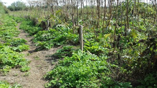 Opkomst van reuzenberenklauw in april en afgestorven bloemstengels van het voorgaande jaar (Foto: Wageningen University & Research)