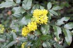 Mahonie (Berberis aquifolium) (Foto: Dguendel, Wikimedia Commons, 2011) [