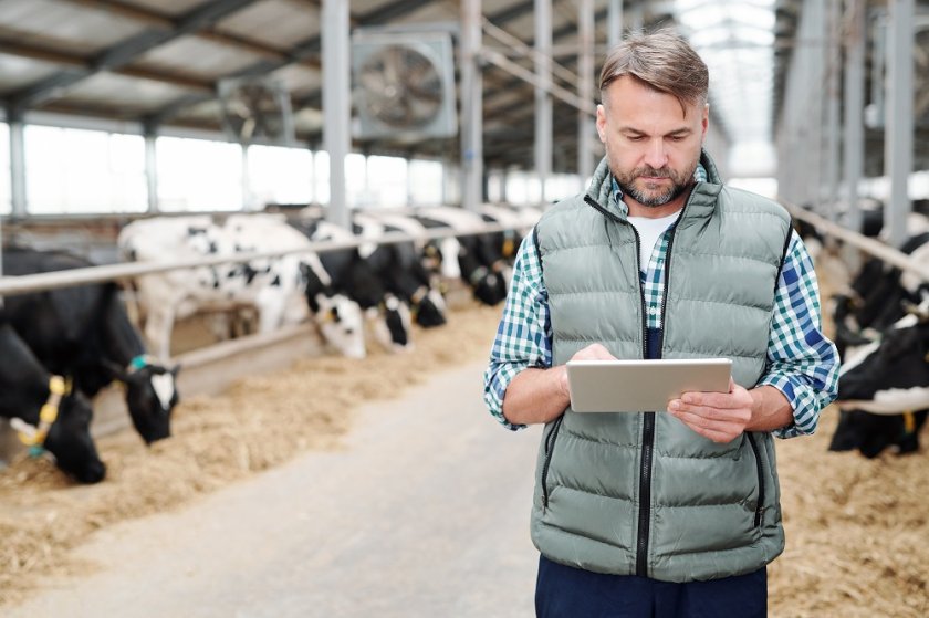 A cow farmer on his tablet 