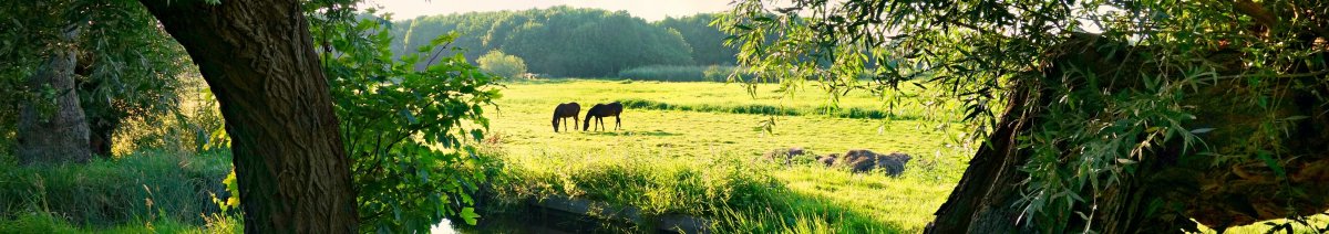 Nederlands landschap