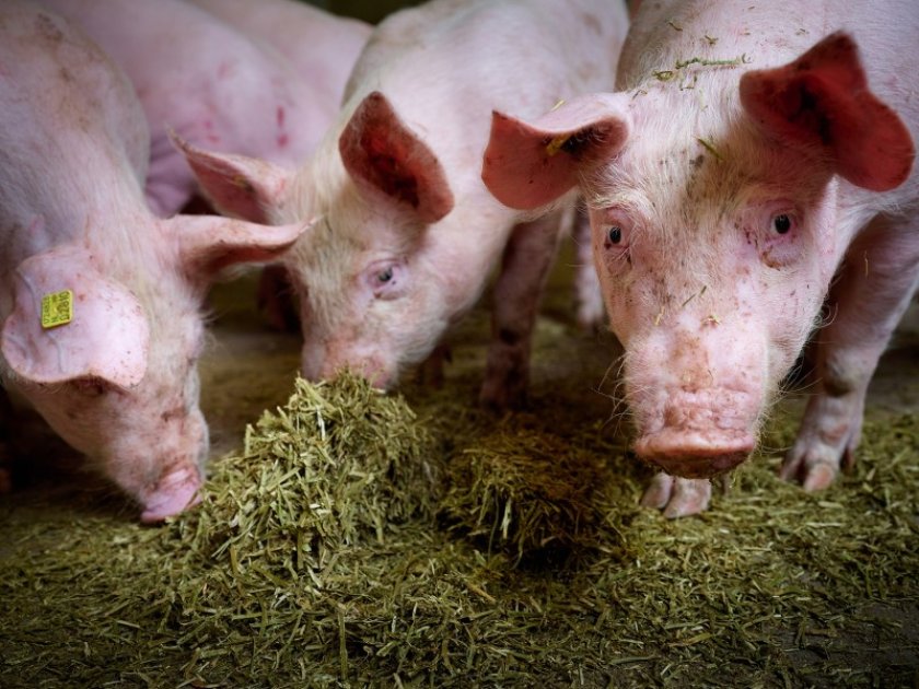 WUR researchers are developing organoids using intestinal cells harvested from humans and pigs. This will drastically reduce the need for test animals in future. Photo: Jeroen Bouman / WLR