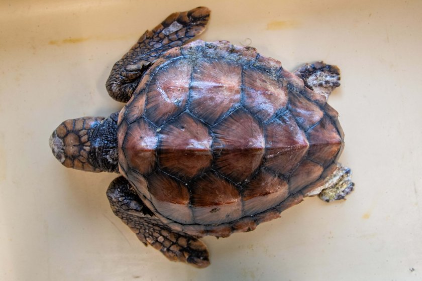 Dood aangespoelde dikkopschildpad gereed  voor onderzoek (Foto: Jeroen Hoekendijk)