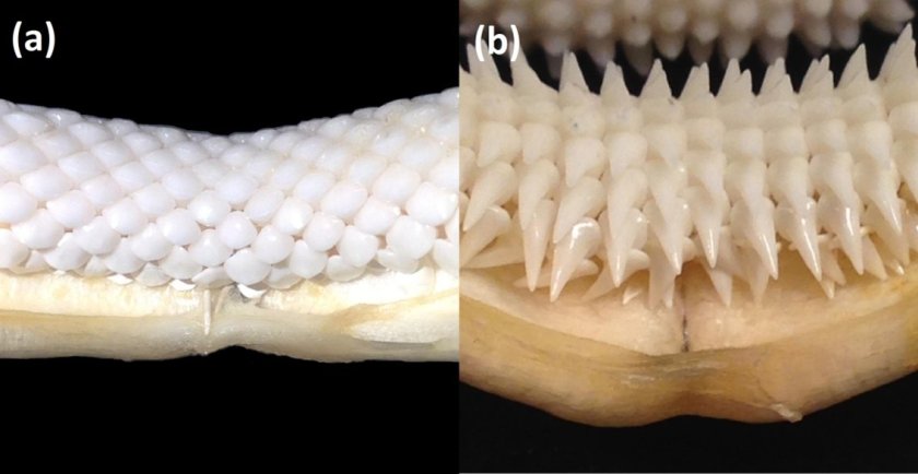 A_Swiers_AFI_RL_figure3.jpg A_Swiers_AFI_RL_figure3.jpg
