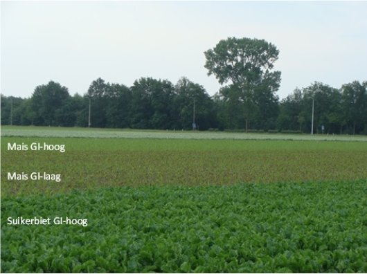 Grote verschillen in de maisontwikkeling. Op 3 juni 2014 laat de maïs in het systeem met een lage organische stof aanvoer (GI-laag) een groter fosfaattekort zien dan het systeem met een hogere organische stof aanvoer (GI-hoog).