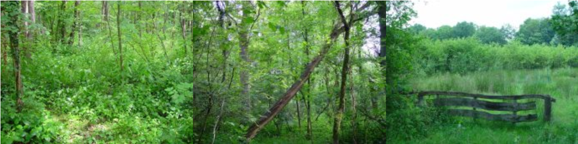 Het broekbos Achter de Voort is erg rijk aan soorten Het broekbos Achter de Voort is erg rijk aan soorten