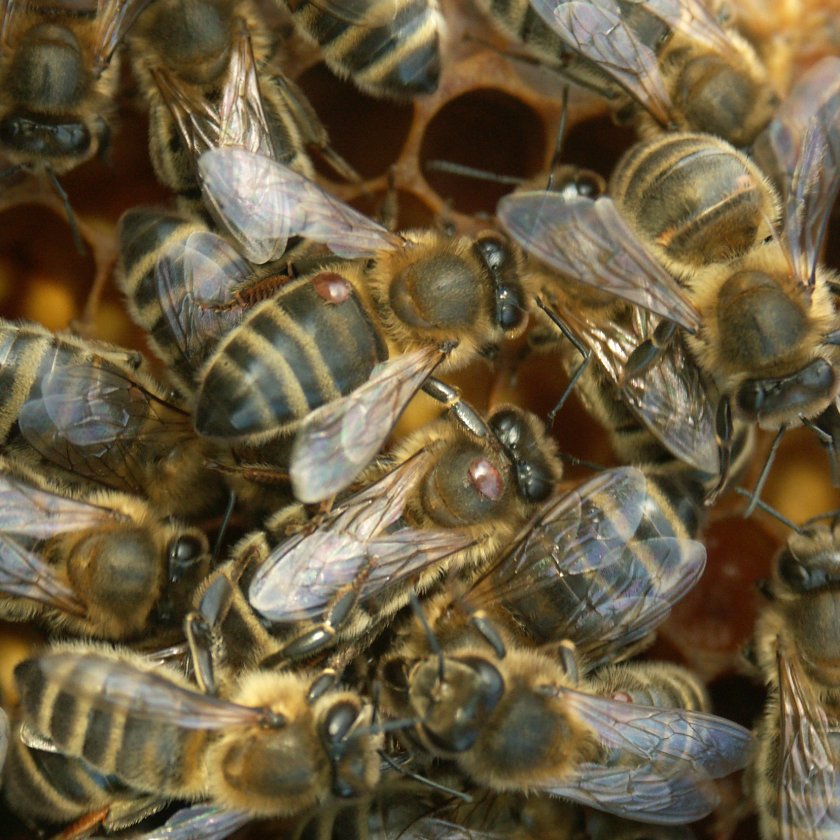 Honeybees with the parasitic mite Varroa destructor (B. Cornelissen, WUR) Honeybees with the parasitic mite Varroa destructor (B. Cornelissen, WUR)