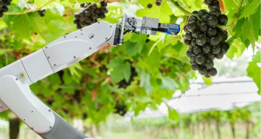 Een robot plukt zelfstandig druiven (Beeld: Shutterstock). Een robot plukt zelfstandig druiven (Beeld: Shutterstock).