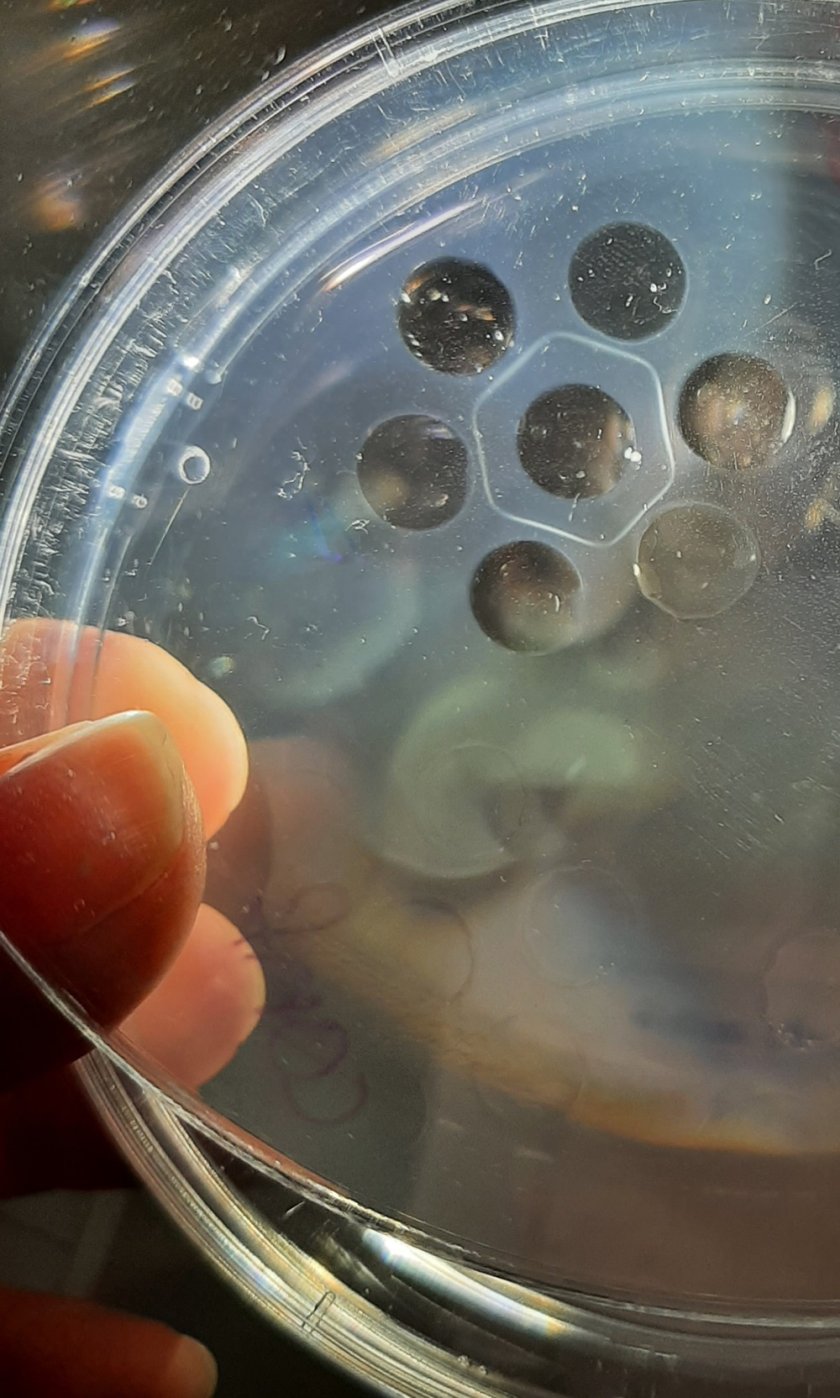 The horse tested positive for EIA in the Coggins test