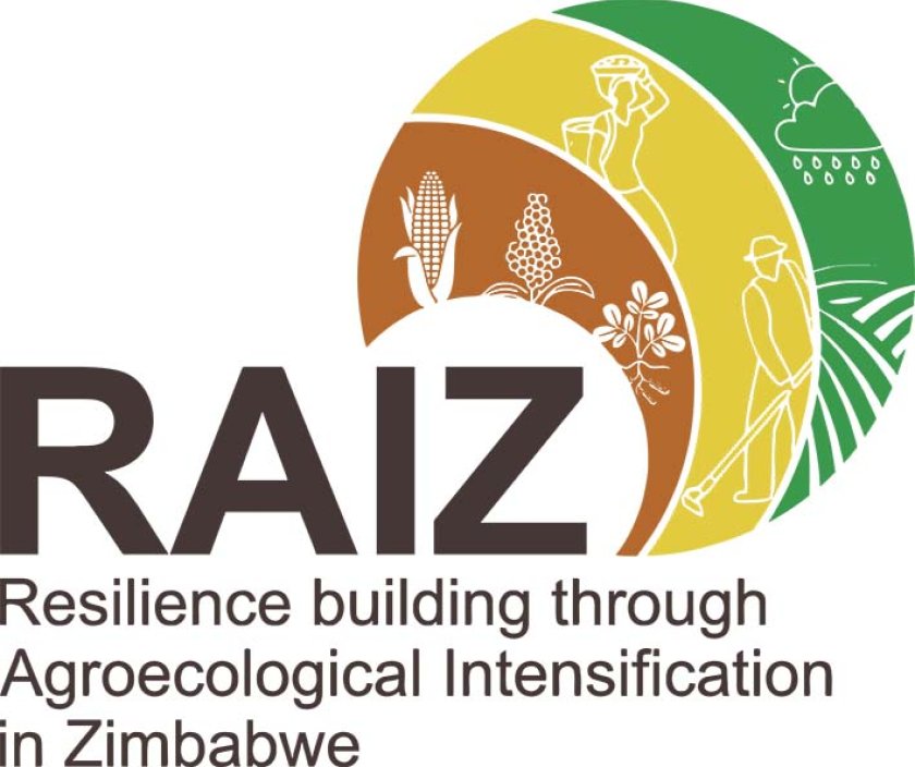 Raiz (Resillience building through Agroecological Intensification in Zimbabwe) logo