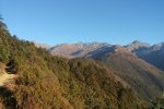 Himalayan vegetation