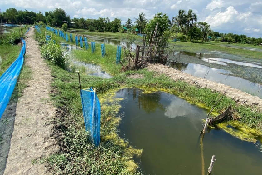 Re-excavated canal in Kalabaria in pilot 3, Debhata, Satkhira, Bangladesh. Additional information in the picture: a portion of the re-excavated canal, mangroves and ponds can be seen in the image. A temporary bridge for transportation has been made with a pipe for water flow. The structure to capture fish, in the bottom right, has been folded to increase the water-carrying capacity of the canal.   